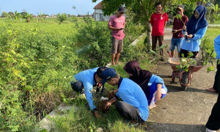 KKN Posko 18 Desa Ngawen Tanam Pohon Tabebuya, Wujudkan Ruang Hijau dan Percantik Lapangan Desa