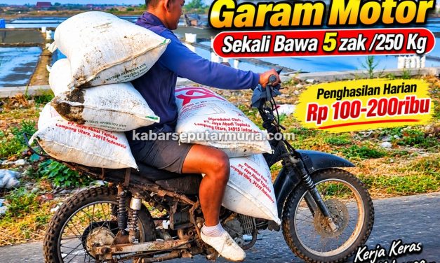 Tenaga angkut garam Sekali Bawa 5 Zak ,Kerja keras Demi Keluarga