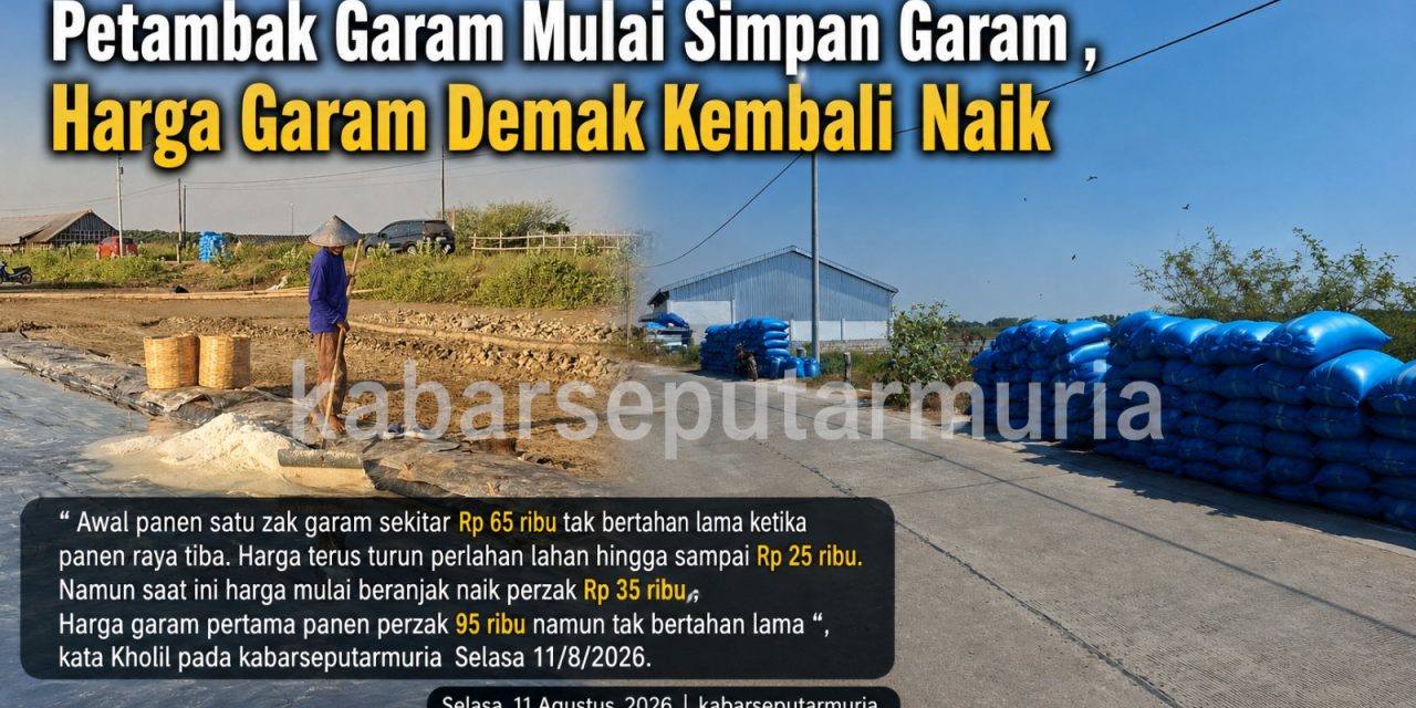 Petambak Garam Mulai Simpan Garam ,Harga Garam Demak Kembali  Naik