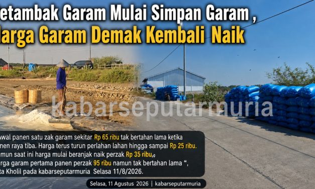 Petambak Garam Mulai Simpan Garam ,Harga Garam Demak Kembali  Naik
